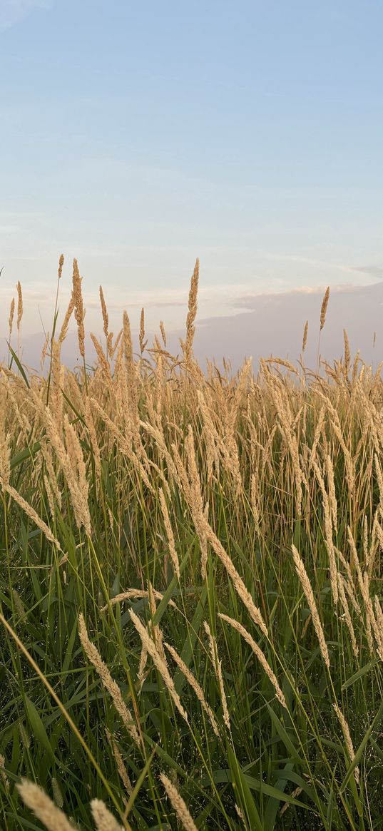 summer, dried plant, nature, field