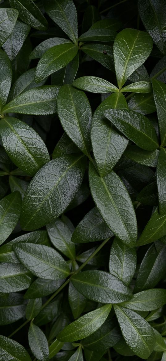 leaves, green, summer, plant, nature