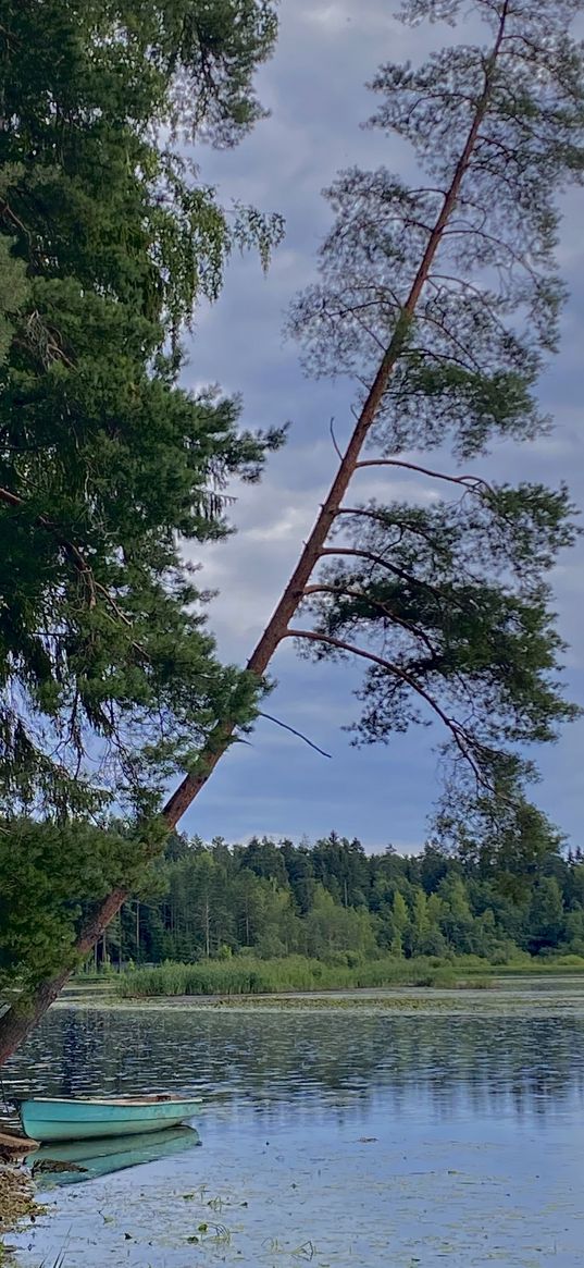 boat, nature, water, pines, lake, landscape