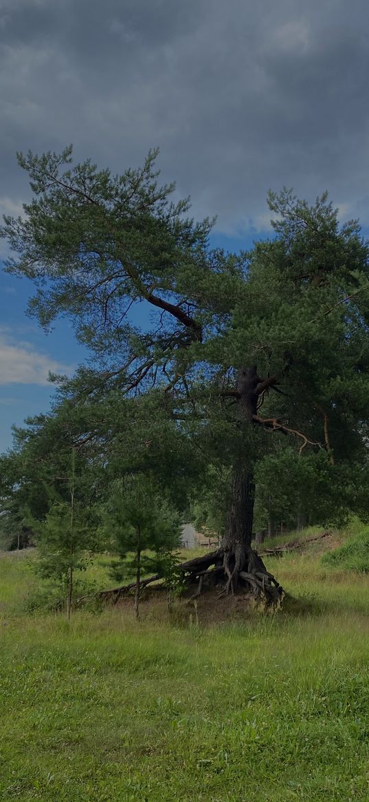 tree, roots, nature, landscape, plant