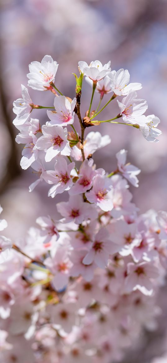 sakura, flowers, spring, petals