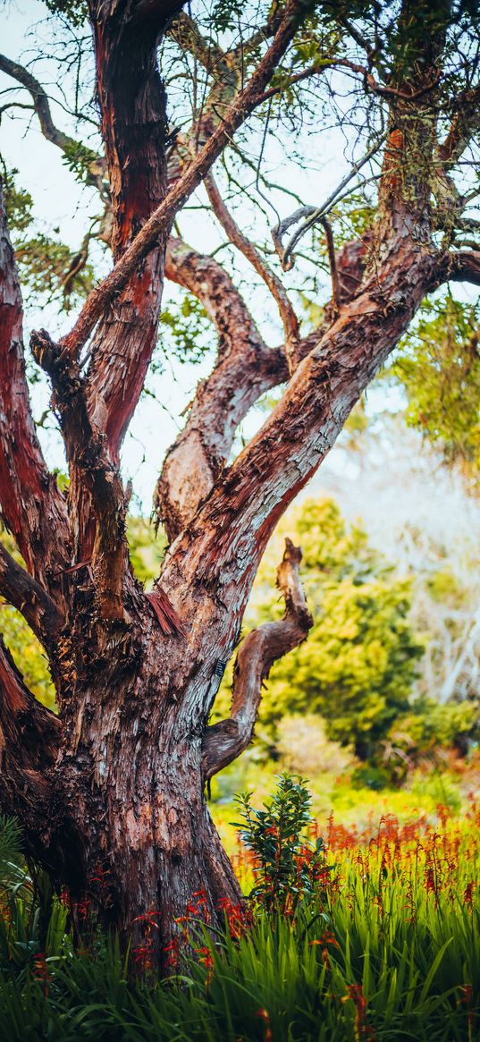 tree, bark, branch, grass, nature