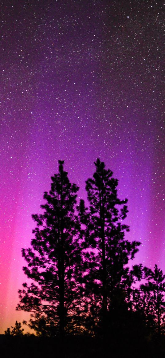 northern lights, starry sky, night, trees