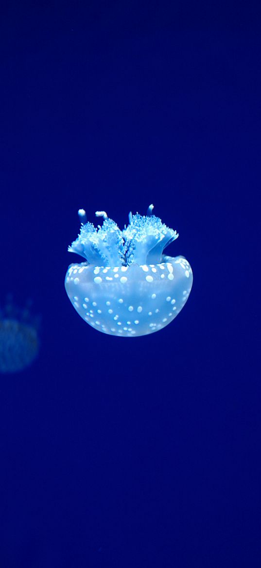 jellyfish, tentacles, underwater world, blue, glow