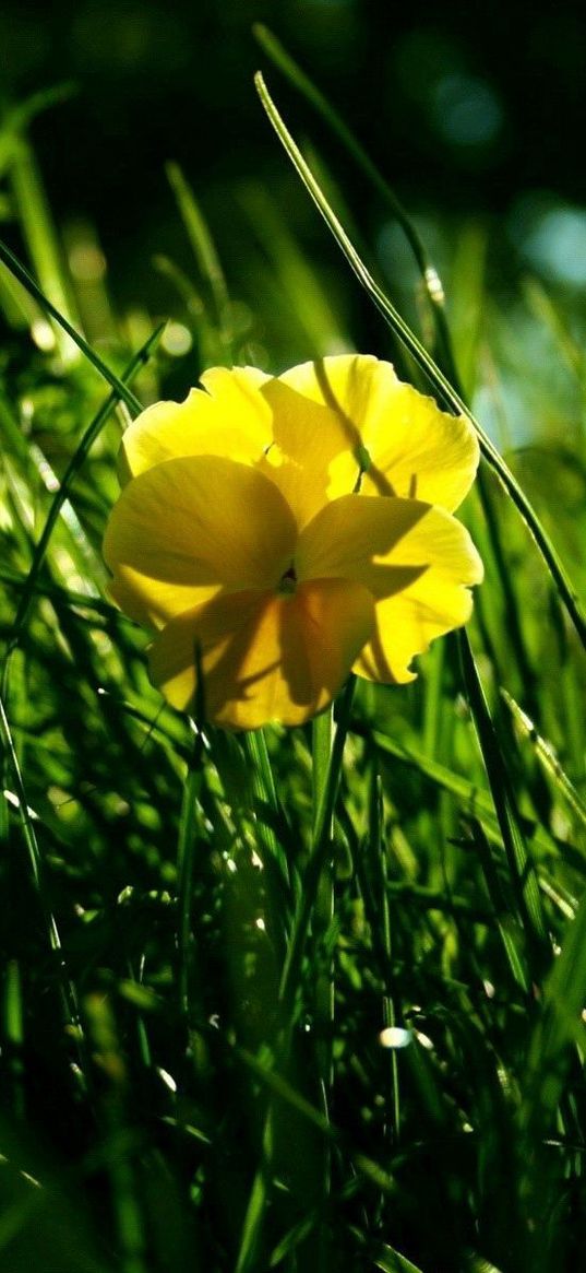 flower, yellow, grass, wreath, shade, summer, green