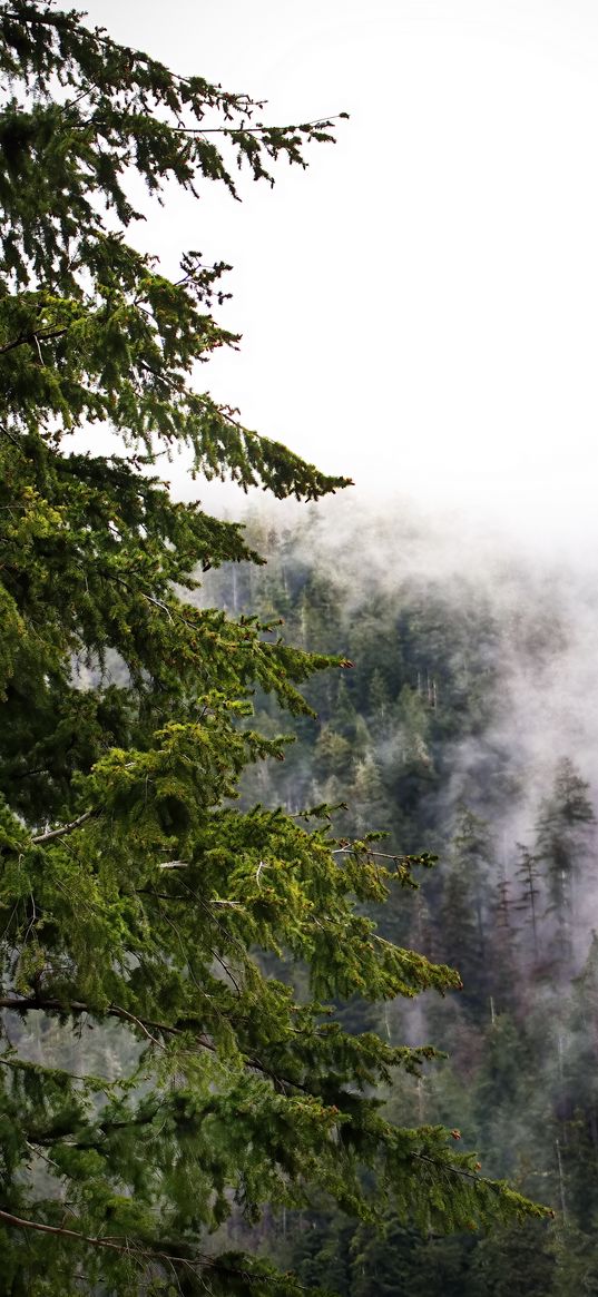 trees, fog, jungle, nature