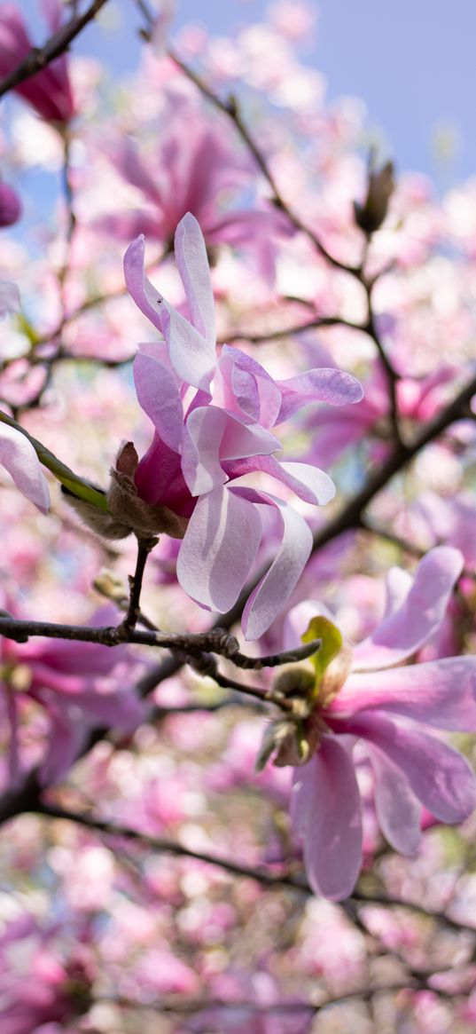 magnolia, petals, macro, flowers, spring