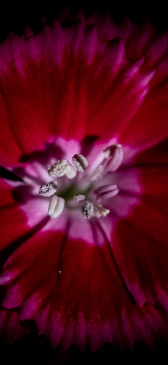 chinese carnation, flower, pollen, petals, macro