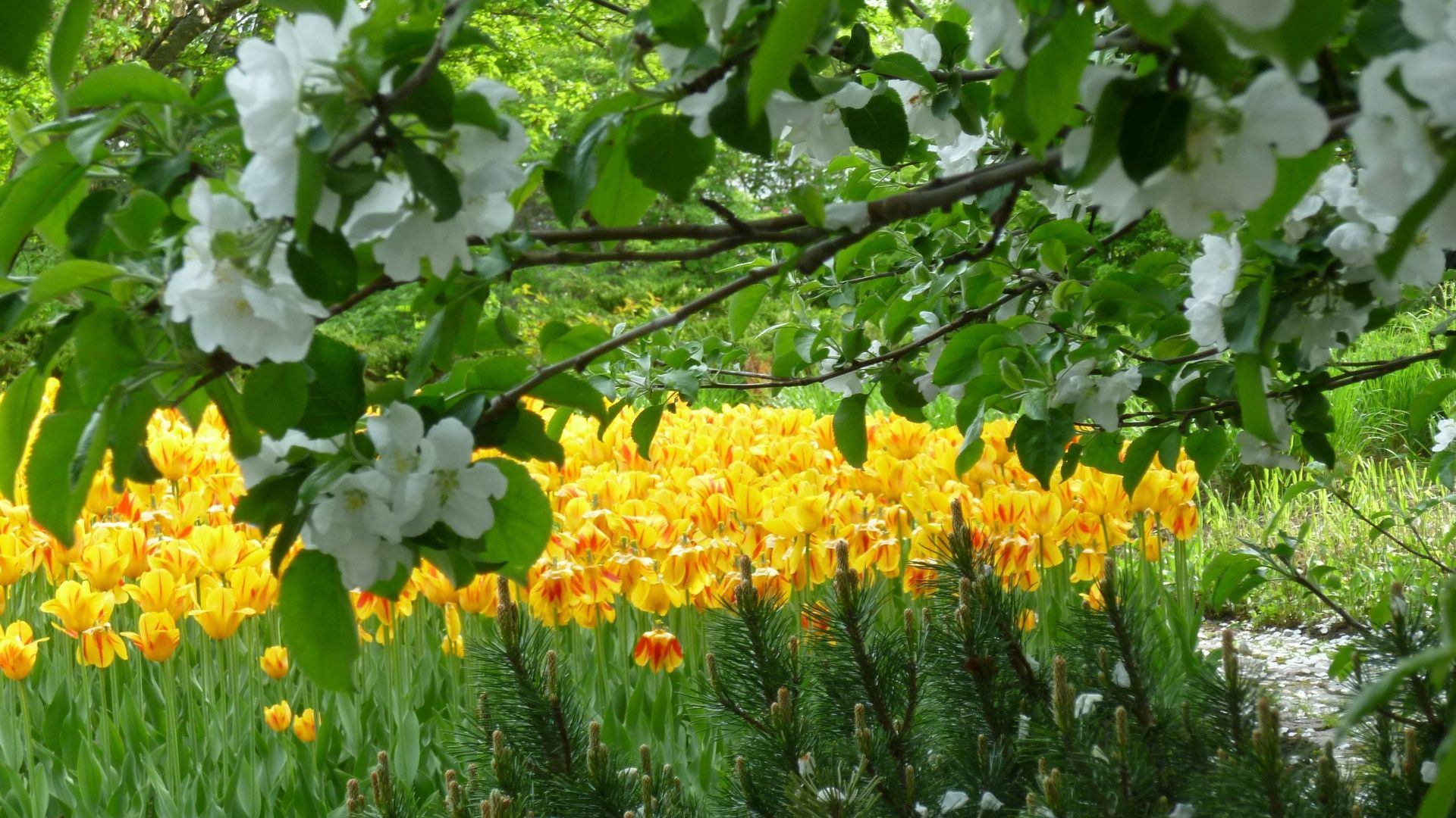 flowers, trees, gardens, tulips, spring