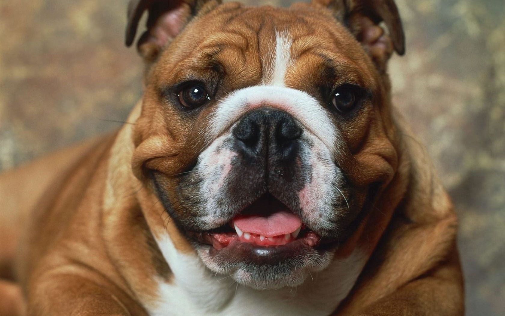 dog, muzzle, boxer, brown, white