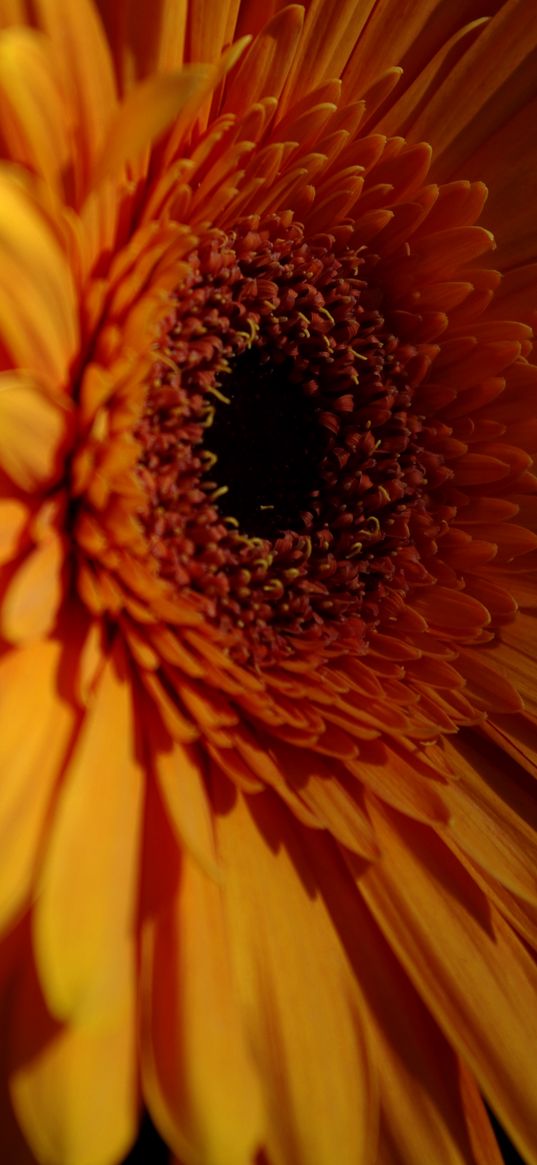 gerbera, flower, petals, dark, macro