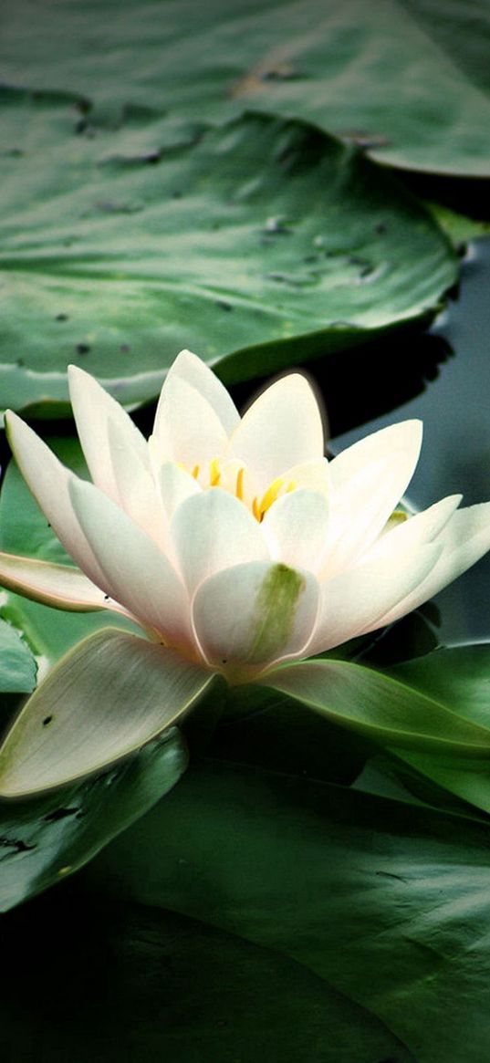 lily, water, leaves, petals