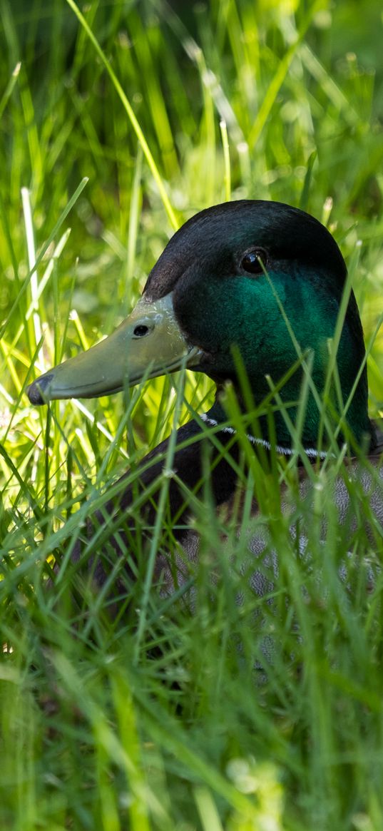 mallard, wild duck, duck, bird, grass