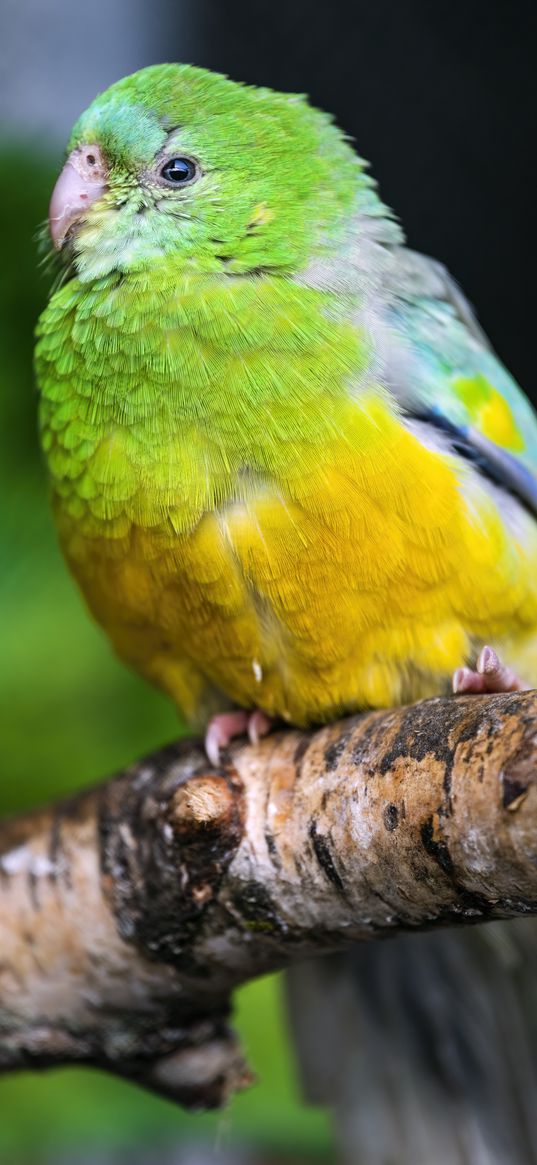 orange-bellied parrot, parrot, bird