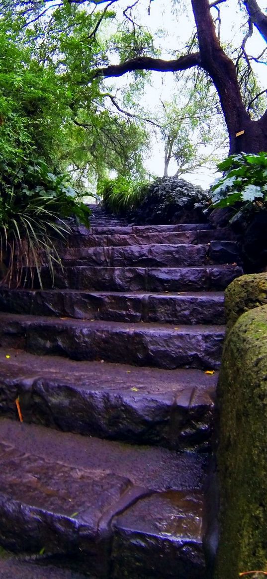 stairs, foliage, trees, moss, autumn