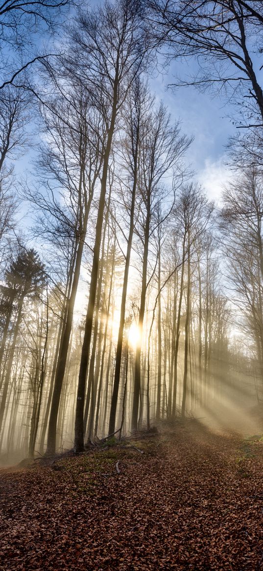 trees, forest, path, leaves, sunshine, nature