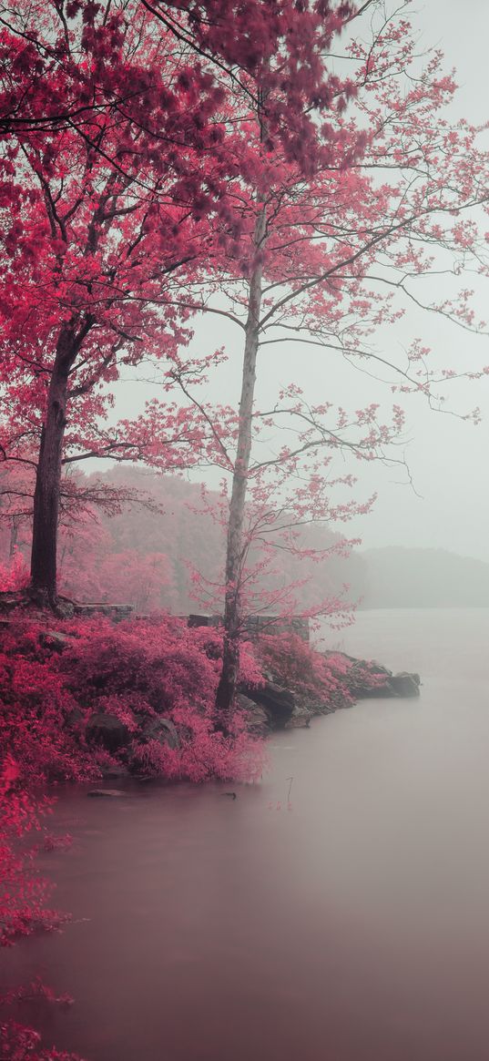 lake, trees, shore, fog, landscape