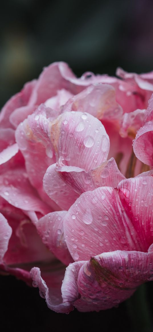 peony, petals, flower, macro, pink, drops