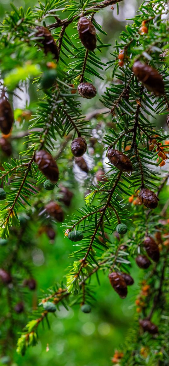 hemlock, needles, branches, cones