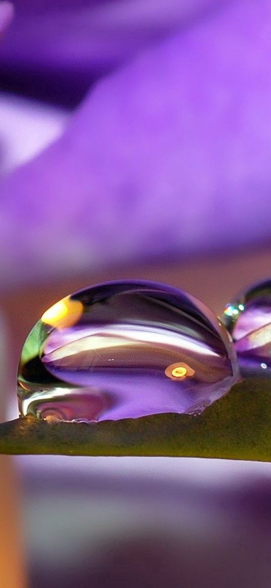 petals, flower, purple, drops