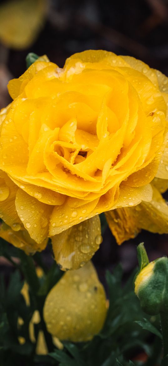 rose, flower, petals, drops, yellow, macro