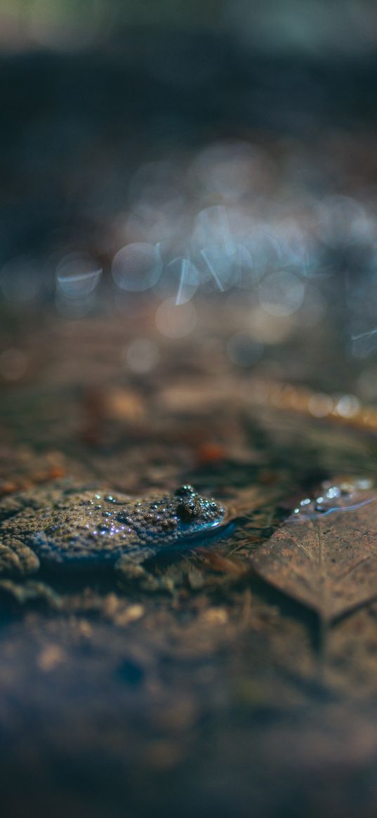 frog, leaf, puddle, water, macro