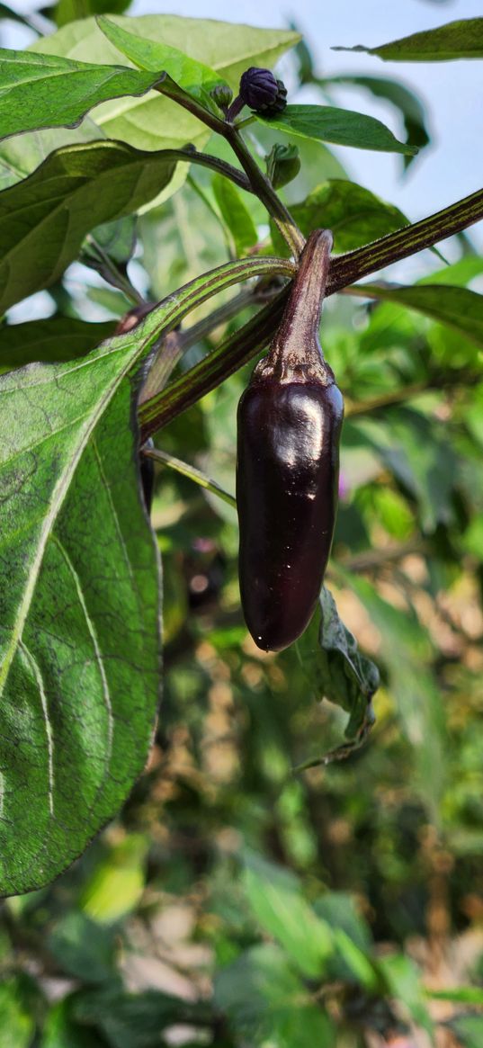 chili, pepper, black, garden, plants, nature