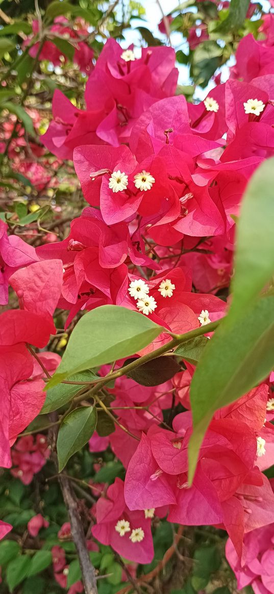 red flower, white flower, leaves