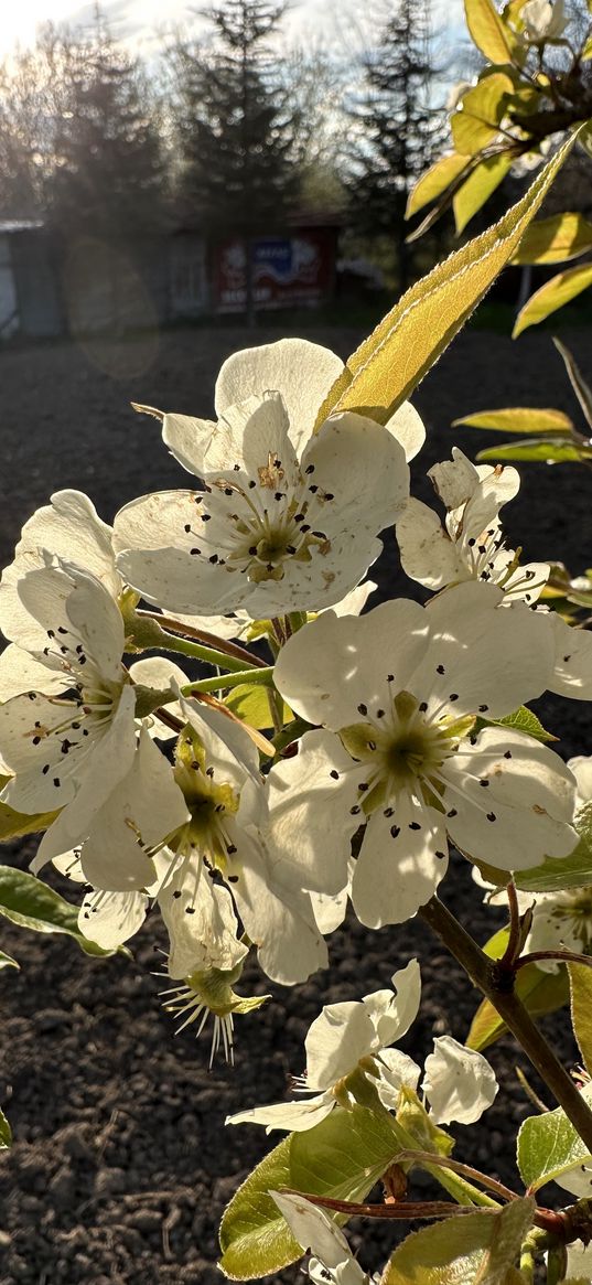 habitat, flower, nature