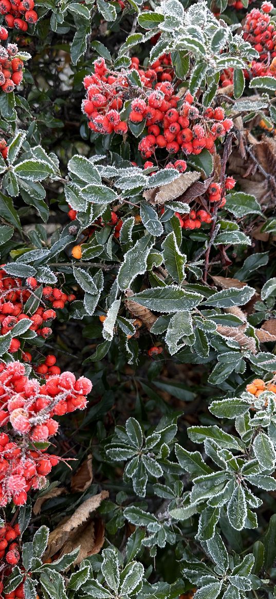 rowan, berries, tree, leaves, hoarfrost, ice