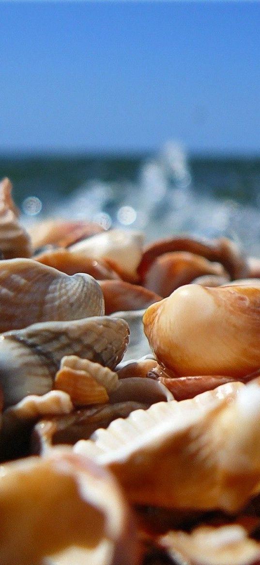 shells, sea, shore