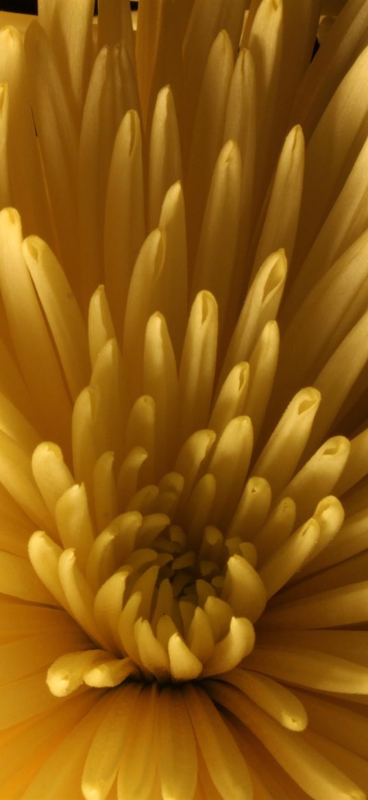 chrysanthemum, flower, macro, petals, yellow