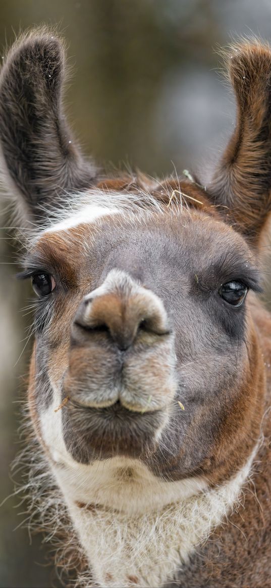 lama, animal, portrait