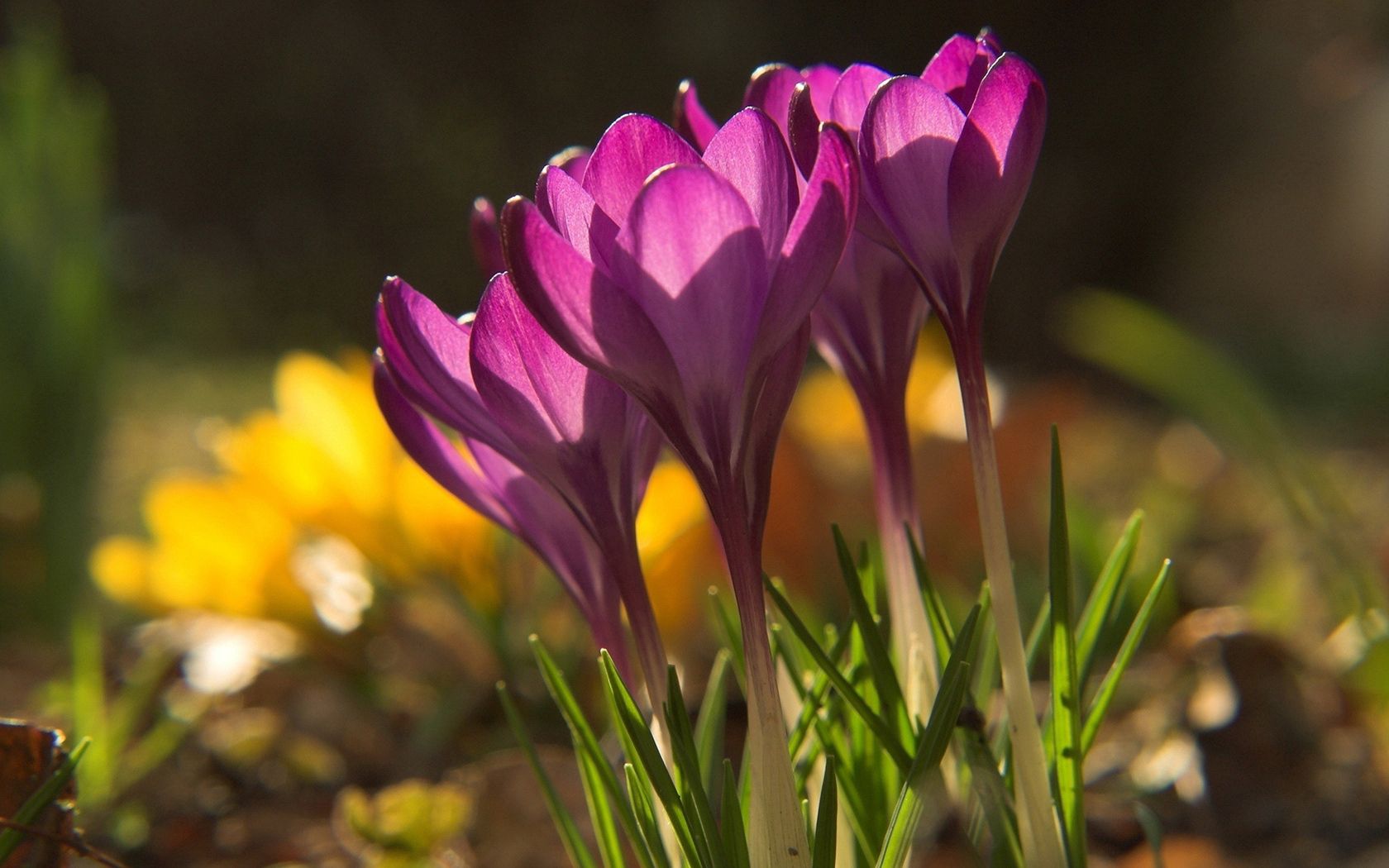 flowers, snowdrops, plant, shadow