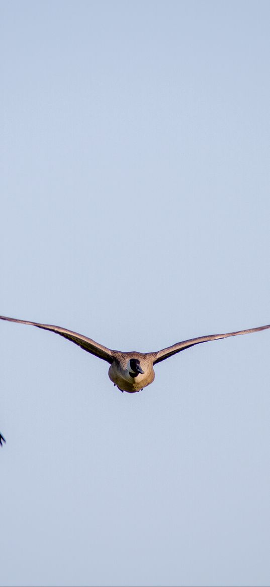 ducks, birds, wings, flight, sky