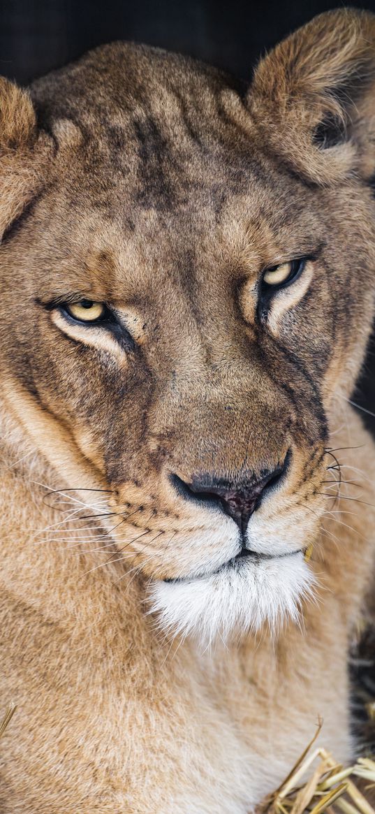 lioness, glance, predator, big cat, wild animal