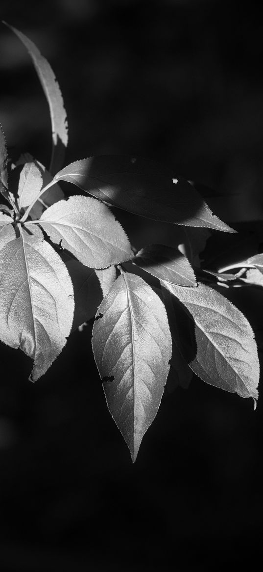 leaves, branch, tree, black and white