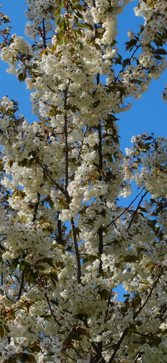 flowers, branches, spring, white