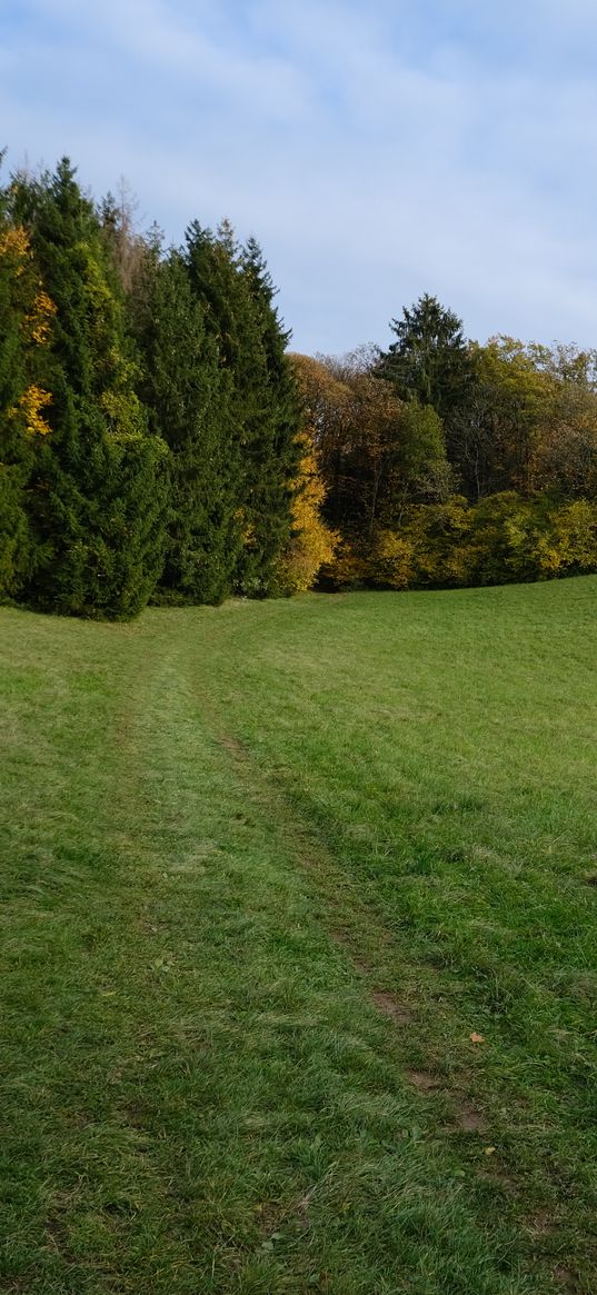 trail, meadow, grass, trees, landscape