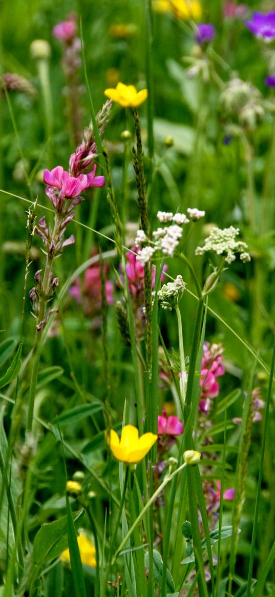 wild flowers, flowers, grass