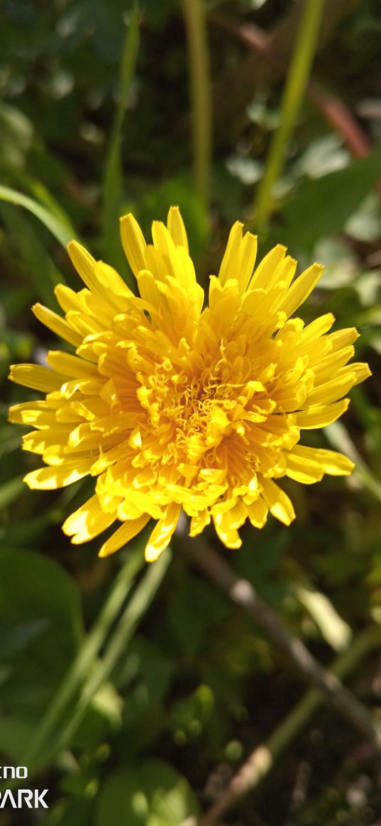 flower, dandelion, macro photography, nature, plant