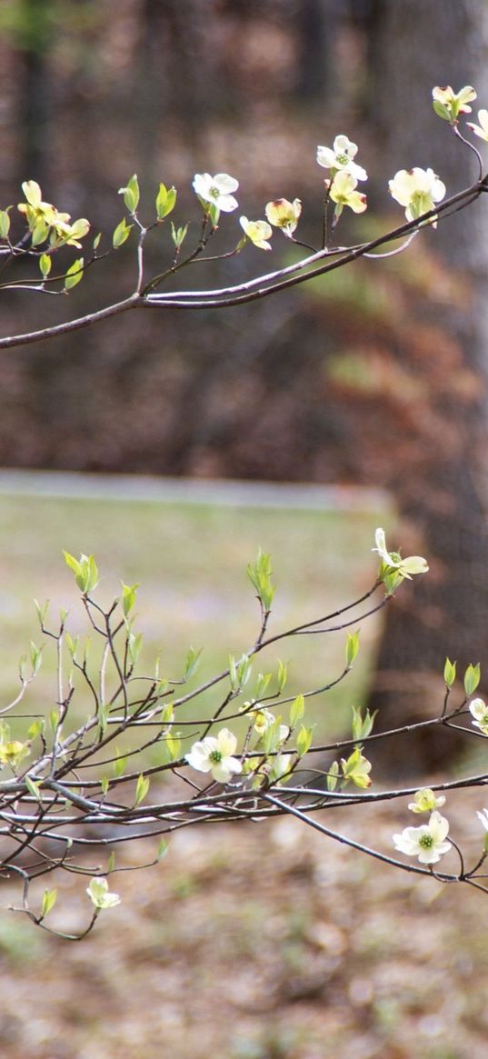 branch, flowers, car, motion blur