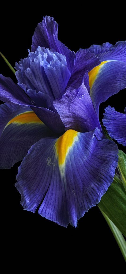 iris, flower, flora, nature, purple