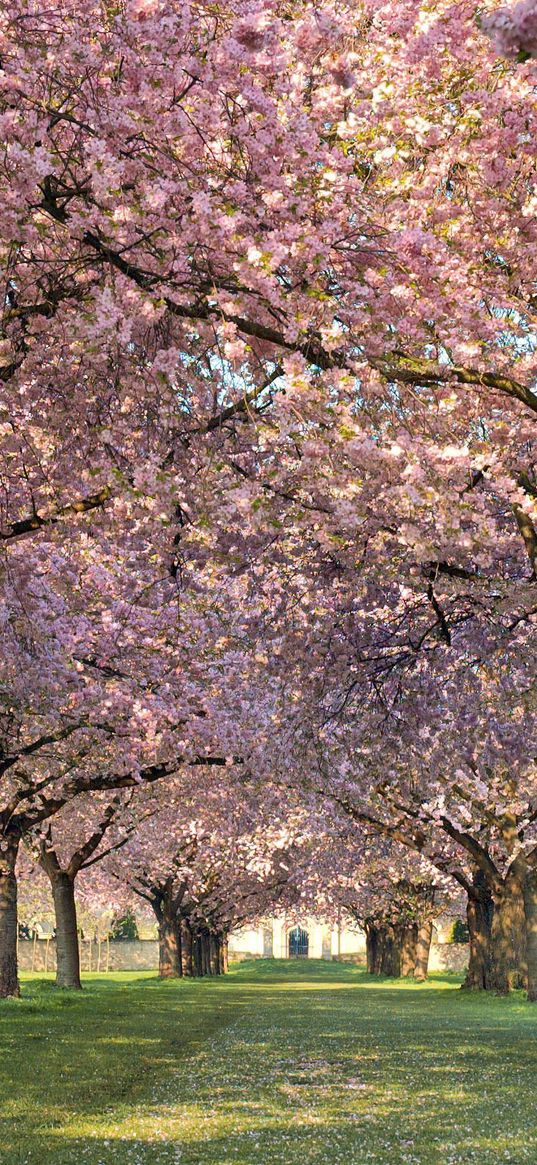 park, trees, flowers, walking paths