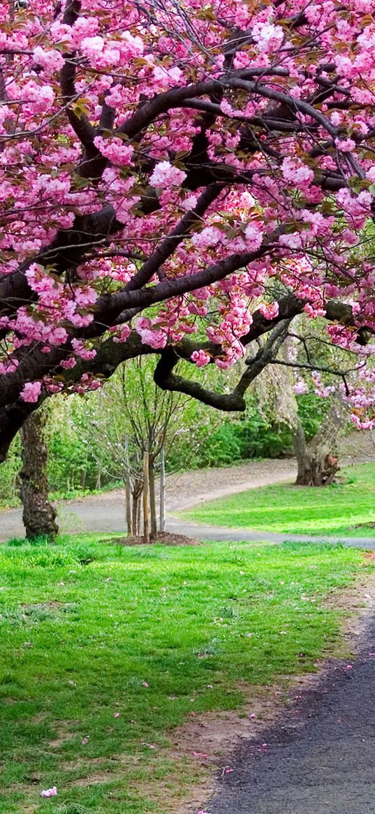 road, trail, trees, flowers