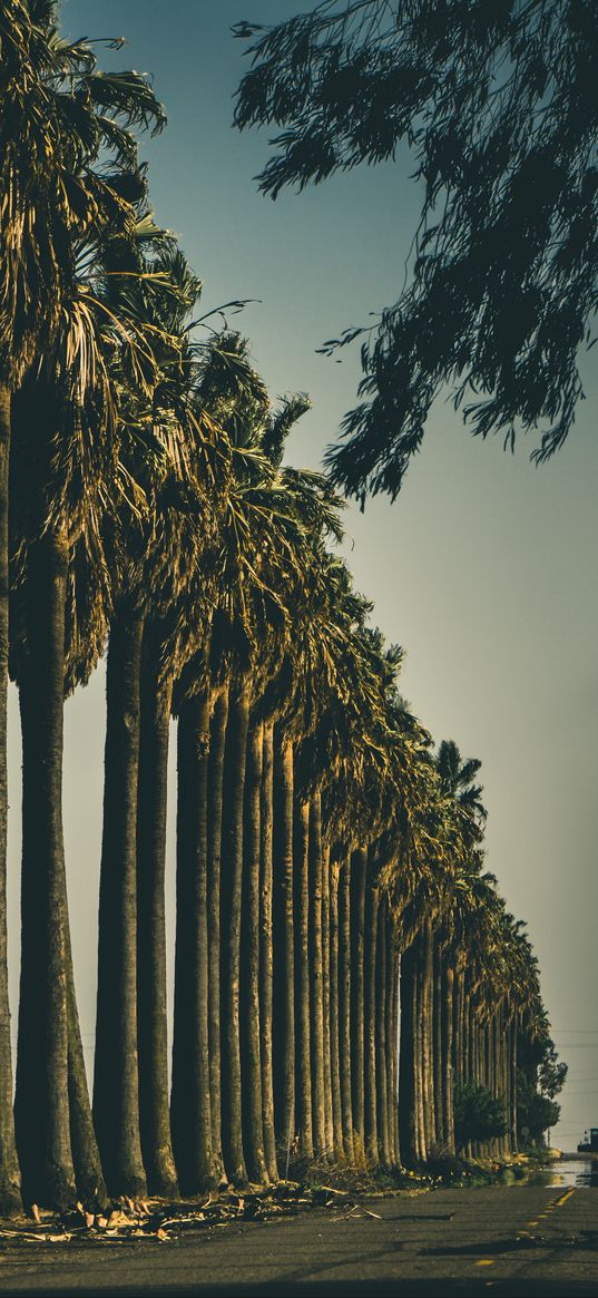 palm trees, trees, road, nature