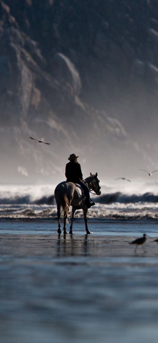 sea, beach, horse, rider, birds