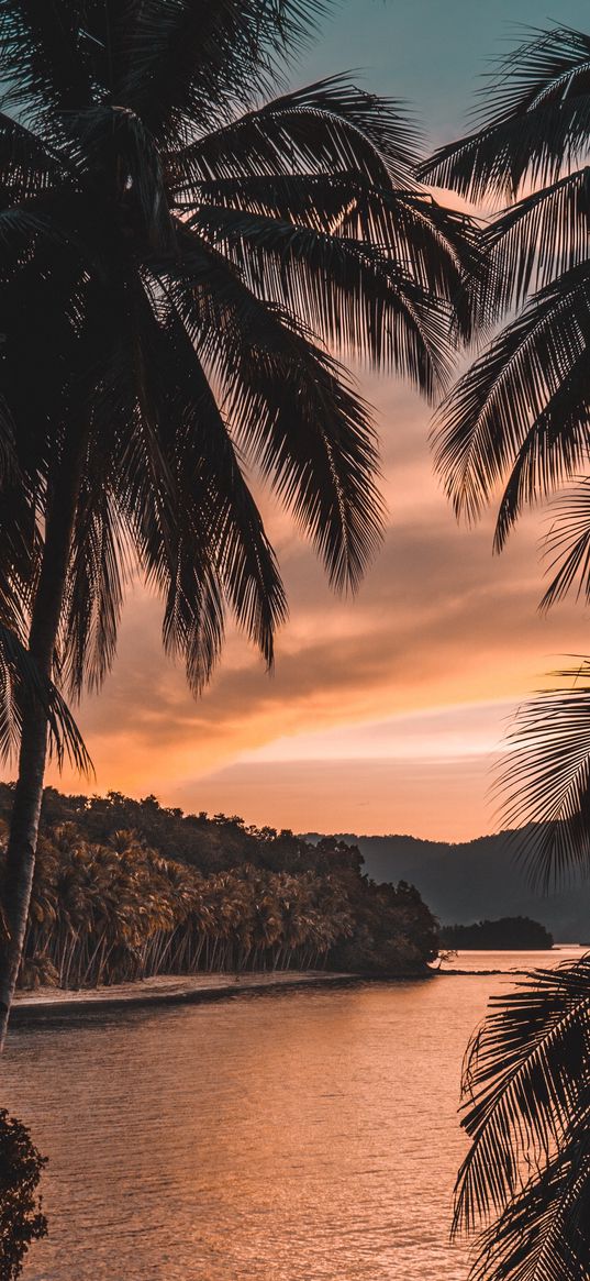 sea, island, palm trees, plants, coast, sunset, landscape