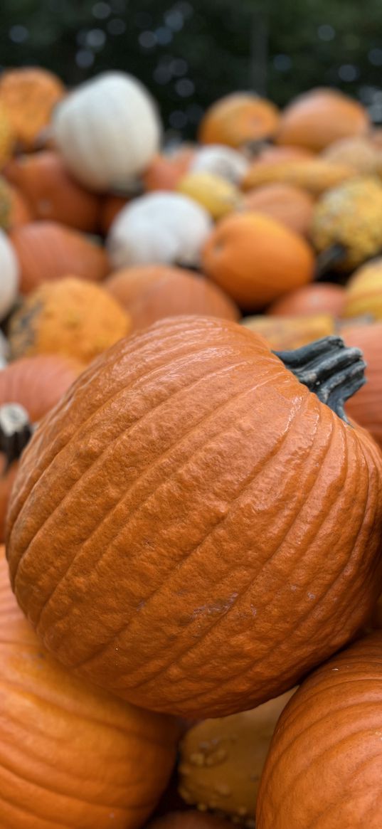 pumpkins, harvest, vegetables, orange, white