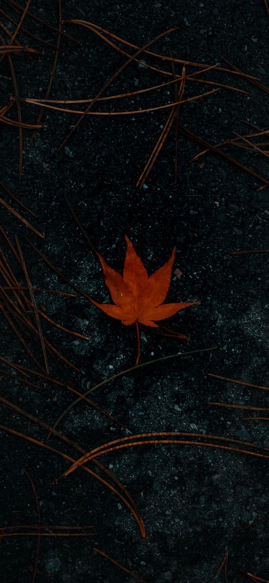 leaf, needles, earth, autumn, dark